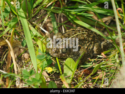 Natterjack Kröte - Epidalea Calamita, ehemals Bufo calamita Stockfoto