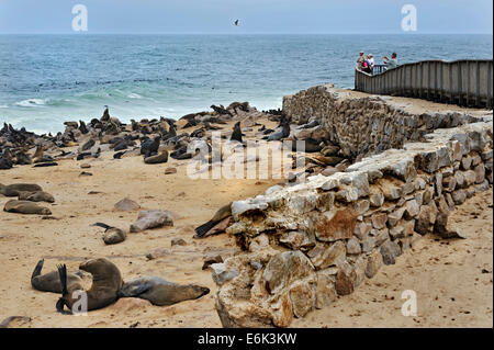 Braun Robben oder Cape Seebären (Arctocephalus percivali) am Strand, Cape Cross, Erongo Region, Namibia Stockfoto