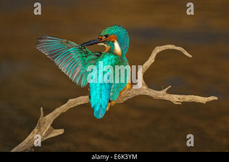 Eisvogel (Alcedo Atthis), Männlich, putzen, im Abendlicht, Schwäbische Alb-Biosphären-Reservat, Baden-Württemberg, Deutschland Stockfoto