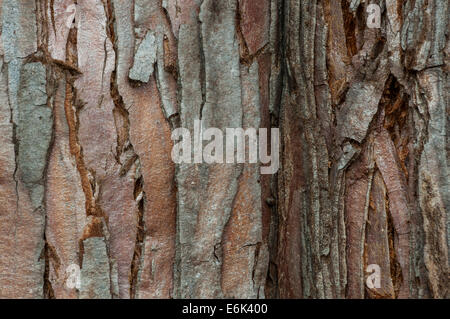 Rinde von einem Mammutbaum (Sequoiadendron Giganteum), ursprünglich aus Kalifornien, Botanischer Garten, Frankfurt Am Main, Hessen, Deutschland Stockfoto