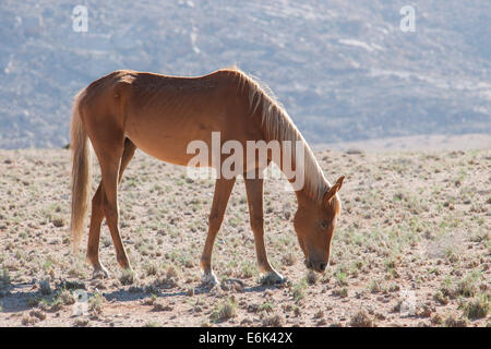 Wildpferde in der Namib-Wüste, ein Nachkomme von Pferden von der deutschen Kolonialzeit Schutz zwingen in Deutsch-Südwestafrika Stockfoto