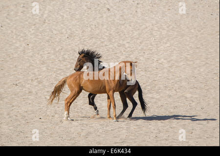 Wildpferde in der Namib-Wüste, Nachkommen der Pferde von den deutschen kolonialen Schutz zwingen in Deutsch-Südwestafrika Stockfoto