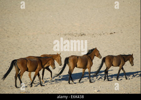 Wildpferde in der Namib-Wüste, Nachkommen der Pferde von den deutschen kolonialen Schutz zwingen in Deutsch-Südwestafrika Stockfoto