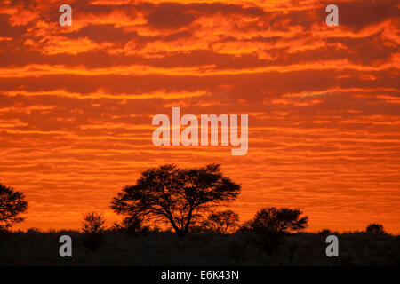 Glühend rote Wolken bei Sonnenuntergang, Mata Mata, Kgalagadi Transfrontier Park, Südafrika Stockfoto