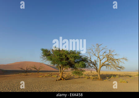 Einem lebenden Baum und ein toter Baum in der Tsauchab-Tal, Sesriem, Hardap Region, Namibia Stockfoto