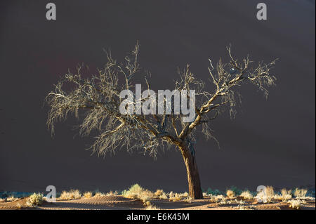 Toter Baum gegen eine Sanddüne in der Tsauchab-Tal, Sesriem, Hardap Region, Namibia Stockfoto