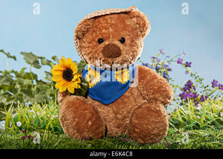 Teddybär mit Sonnenblume auf Wiese Stockfoto