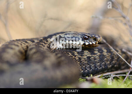 Gemeinsamen Addierer oder gemeinsame Viper (Vipera Berus), Emsland-Region, Niedersachsen, Deutschland Stockfoto