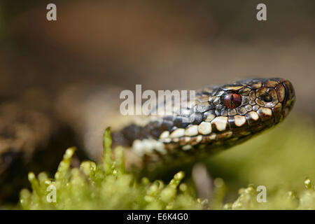 Gemeinsamen Addierer oder gemeinsame Viper (Vipera Berus), Emsland-Region, Niedersachsen, Deutschland Stockfoto