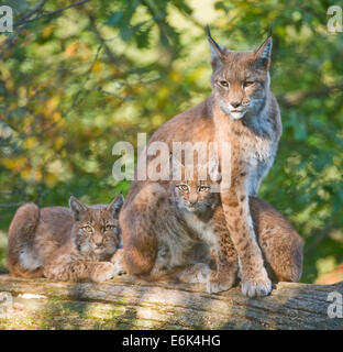 Eurasischer Luchs oder nördlichen Luchs (Lynx Lynx), weibliche mit Kätzchen, auf einem Baumstamm, Gefangenschaft, Niedersachsen, Deutschland Stockfoto