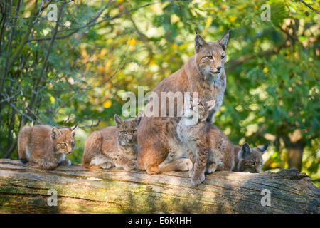 Eurasischer Luchs oder nördlichen Luchs (Lynx Lynx), mit Kätzchen, weibliche thront auf einem Baumstamm, Gefangenschaft, Niedersachsen, Deutschland Stockfoto