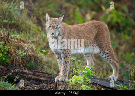 Eurasischer Luchs (Lynx Lynx), Gefangenschaft, Niedersachsen, Deutschland Stockfoto