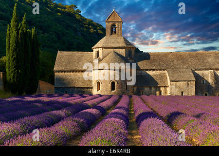 Die romanische Zisterzienserabtei Notre Dame de Senanque, 1148, inmitten blühender Lavendelfelder, in der Nähe von Gordes, Provence Stockfoto