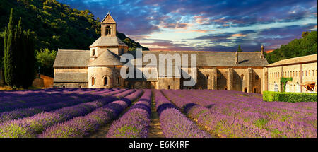 Die romanische Zisterzienserabtei Notre Dame de Senanque, 1148, inmitten blühender Lavendelfelder, in der Nähe von Gordes, Provence Stockfoto
