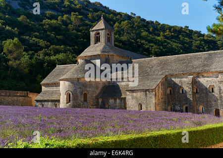 Die romanische Zisterzienserabtei Notre Dame de Senanque, 1148, inmitten blühender Lavendelfelder, in der Nähe von Gordes, Provence Stockfoto
