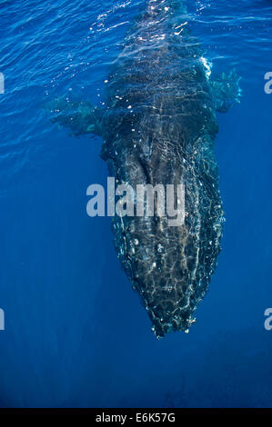 Buckelwal (Impressionen Novaeangliae), Hervey Bay, Queensland, Australien Stockfoto