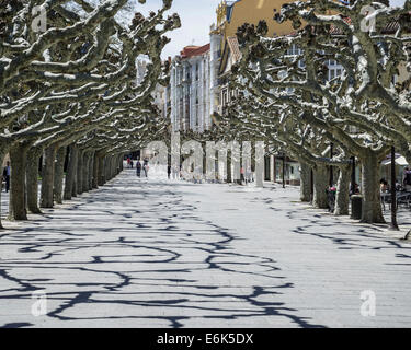 Orientalische Platanen (Platanus orientalis) entlang des Paseo Espolon, Burgos, Kastilien und León, Spanien Stockfoto