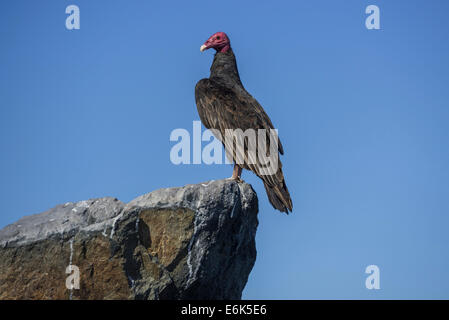 Truthahngeier (cathartes Aura), La Higuera, coquimbo Region, Chile Stockfoto