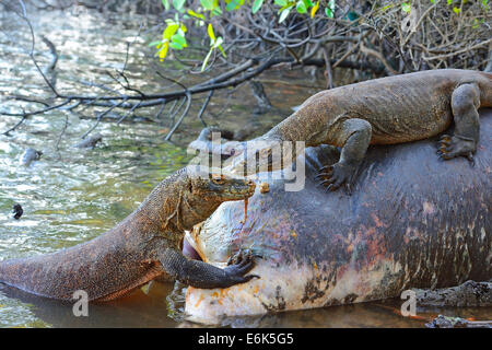 Komodo-Warane (Varanus Komodoensis) Fütterung auf den Kadaver eines Büffels starb das Mangrovengebiet, Rinca Island Stockfoto