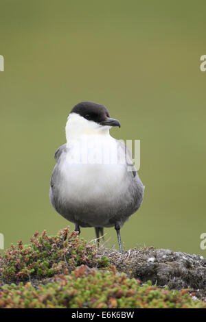 Long-tailed Jaeger (Stercorarius Longicaudus), Tundra, Norwegen Stockfoto