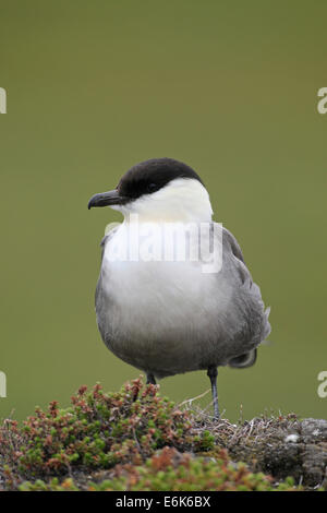 Long-tailed Jaeger (Stercorarius Longicaudus), Tundra, Norwegen Stockfoto