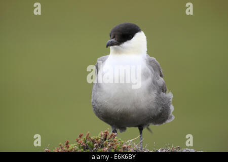 Long-tailed Jaeger (Stercorarius Longicaudus), Tundra, Norwegen Stockfoto