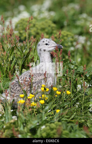 Große schwarz-unterstützte Möve (Larus Marinus), Jungvogel noch nicht flügge, Bird Island Hornøya, Varanger, Norwegen Stockfoto