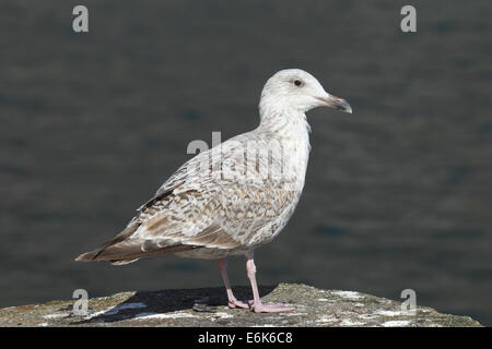 Große schwarz-unterstützte Möve (Larus Marinus), Jungvogel, Bird Rock Ekkerøy, Varanger, Norwegen Stockfoto