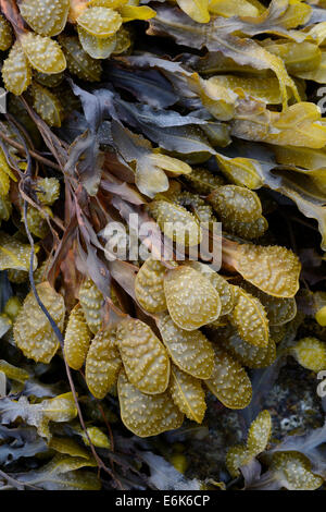 Spiral Wrack oder flachen Wrack (Fucus Spiralis), Département Côtes-d ' Armor, Bretagne, Frankreich Stockfoto