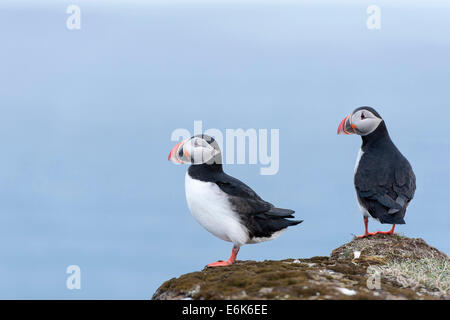 Papageitaucher (Fratercula Arctica), Island Stockfoto