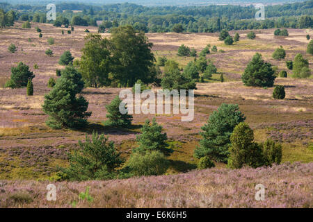 Blick auf die Heidelandschaft vom Wilseder Berg Hügel mit blühenden Heidekraut (Calluna Vulgaris), Wilsede Stockfoto