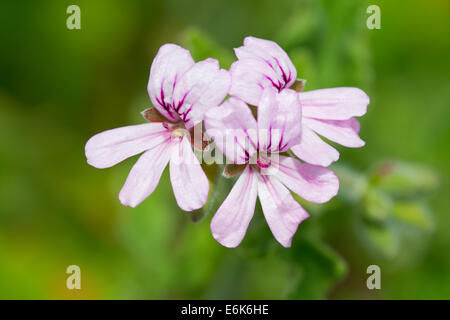 Rose-duftenden Pelargonien (Pelargonium Capitatum), blühend, Thüringen, Deutschland Stockfoto