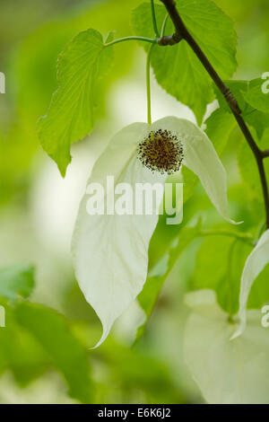 Taschentuch (Davidia Involucrata) Blüten und Blättern, heimisch in China Stockfoto