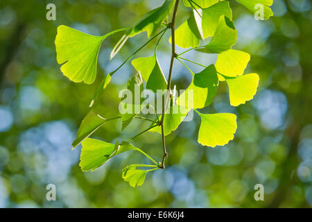 Ginkgo (Ginkgo Biloba), Zweig mit Blättern, Thüringen, Deutschland Stockfoto