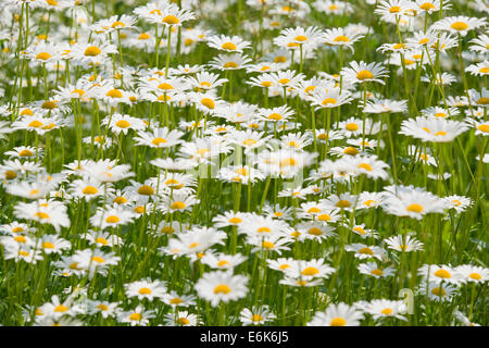 Ochsen-Auge Daisy (Leucanthemum Vulgare), Blumen, Thüringen, Deutschland Stockfoto