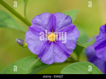 Blaue Kartoffel Bush (Lycianthes Rantonnetii), blühend, Thüringen, Deutschland Stockfoto