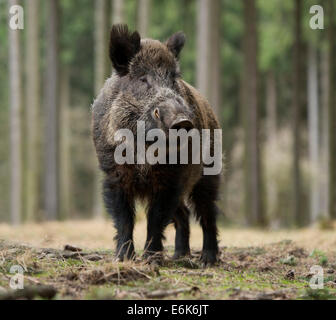 Wildschwein (Sus Scrofa), Tusker in Wintermantel, Gefangenschaft, Sachsen, Deutschland Stockfoto