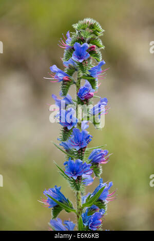 Viper's Bugloss oder Blueweed (Echium Vulgare), blühend, Thüringen, Deutschland Stockfoto