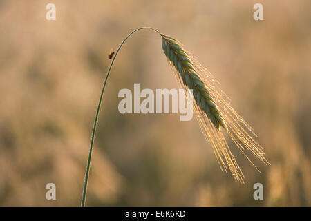 Gerste (Hordeum Vulgare), Ohr mit Morgentau, Thüringen, Deutschland Stockfoto