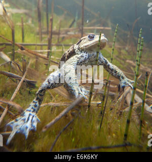 Gemeinsamen Kröte (Bufo Bufo) unter Wasser, Süddeutschland, Deutschland Stockfoto