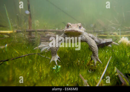 Gemeinsamen Kröte (Bufo Bufo) unter Wasser, Süddeutschland, Deutschland Stockfoto