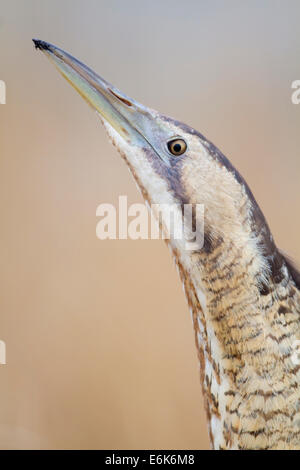 Eurasische Rohrdommel oder Rohrdommel (Botaurus Stellaris), Burgenland, Österreich Stockfoto