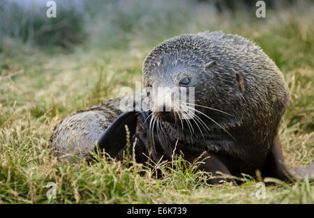 Neuseeland Seelöwe (Phocarctos Hookeri) Welpe, liegend auf dem Rasen, Kratzen mit Flipper, Moeraki, Südinsel, Neuseeland Stockfoto