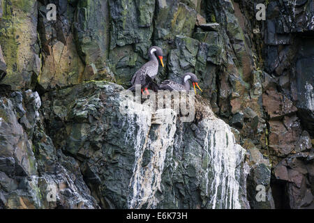 Rotbeinkormoran (Phalacrocorax gaimardi) auf Nest, Region Coquimbo, Chile Stockfoto