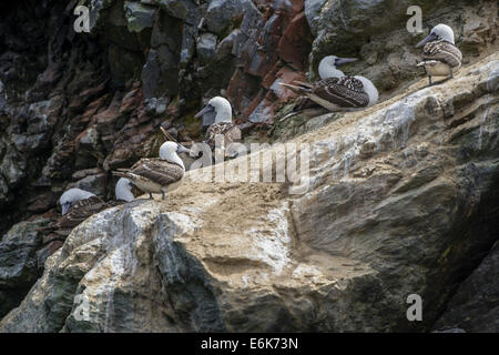 Peruanische booby (Sula variegata), coquimbo Region, Chile Stockfoto