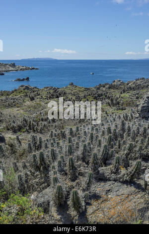 Kakteen, die Flechten auf damas Insel bedeckt, coquimbo Region, Chile Stockfoto