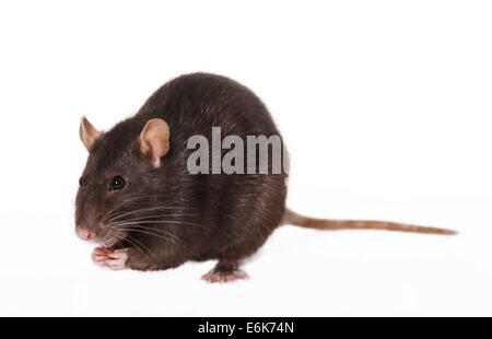 Braune Ratte (Rattus Norvegicus Forma Domestica) Stockfoto