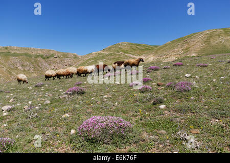 Eine Herde von Schafen auf einem Berg Weide in der Taurus-Gebirge in der Nähe von Adilcevaz, Bitlis Provinz Ost-Anatolien-Region Stockfoto