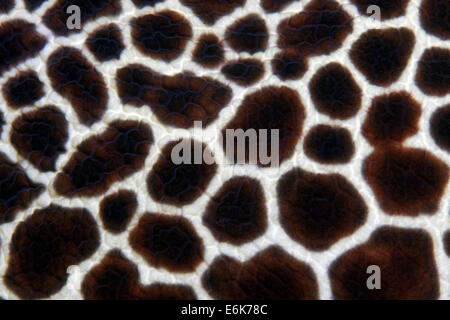 Honeycomb Moray oder geschnürt Muräne (Gymnothorax Favagineus), Detail der Haut, Indischer Ozean, Embudu, Süd-Malé-Atoll, Malediven Stockfoto