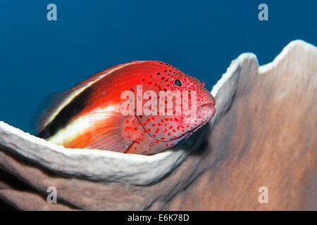 Forsters Hawkfish oder Blackside Hawkfish (Paracirrhites Forsteri) auf eine Stony Coral, Indischer Ozean, Embudu, Süd-Malé-Atoll Stockfoto